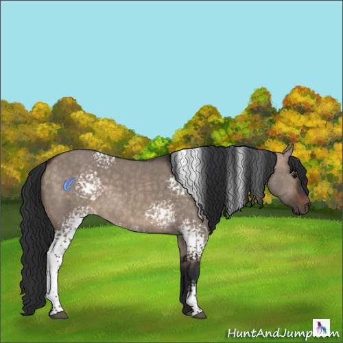 Horse Color:White Spotted Brown Dun Rabicano 