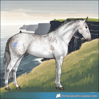 Horse Color:Gray White Spotted Bay Ice Rabicano