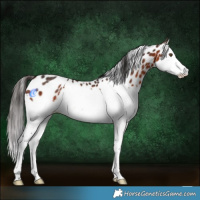 Horse Color:Bay Splash Appaloosa Rabicano 