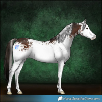 Horse Color:White Spotted Liver Chestnut 