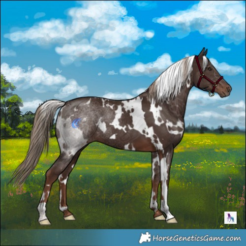 Horse Color:White Spotted Liver Chestnut 