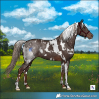 Horse Color:White Spotted Liver Chestnut 
