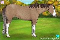 Horse Color:Classic Champagne Splash