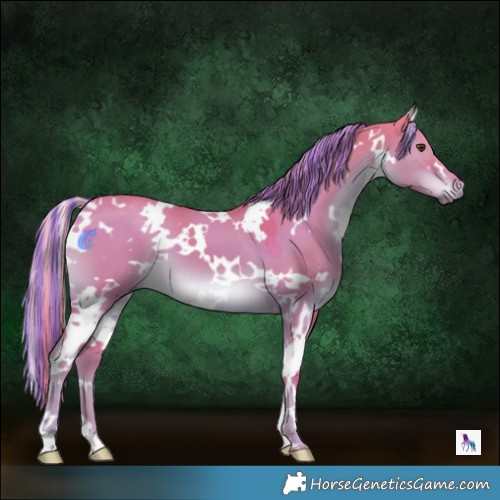 Horse Color:Painted Watercolor White Spotted Liver Red Dun 