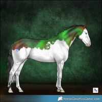 Horse Color:Bay Splash Rabicano 