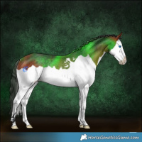 Horse Color:Bay Splash Rabicano 