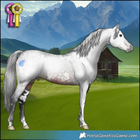 Horse Color:Gray White Spotted Brown