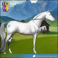Horse Color:Gray White Spotted Brown
