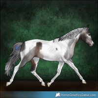 Horse Color:Gray Brown Tobiano