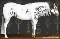 Horse Color:Black Splash Tobiano Frame Near Leopard 