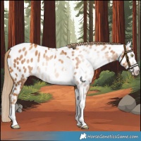 Horse Color:Gray Gold Champagne Tobiano Near Leopard 