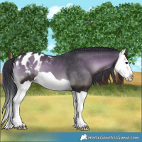 Horse Color:Blue Onyx Splash Appaloosa 