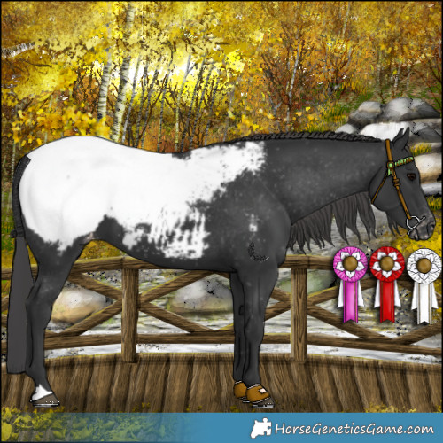 Horse Color:Black Appaloosa