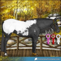 Horse Color:Black Appaloosa 