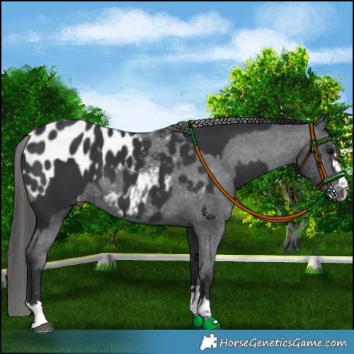 Horse Color:Black and Black Appaloosa