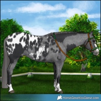 Horse Color:Black and Black Appaloosa