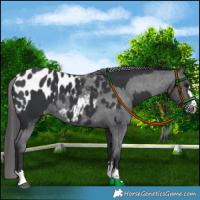 Horse Color:Black and Black Appaloosa