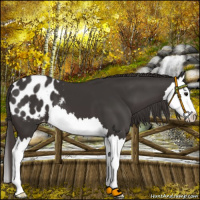 Horse Color:Smoky Black Splash Blanket 
