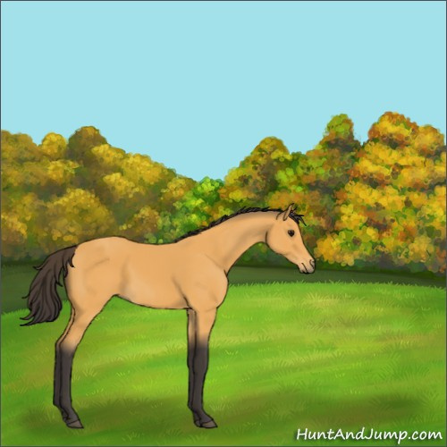 Horse Color:Buckskin 