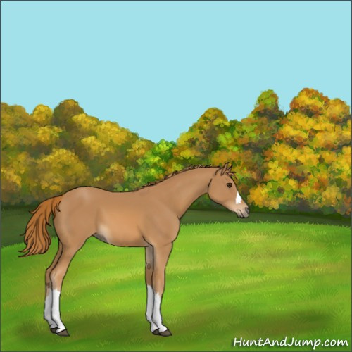 Horse Color:Chestnut 