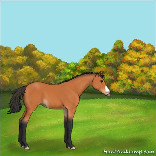 Horse Color:Bay 