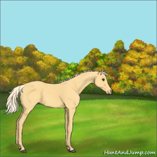 Horse Color:Palomino 