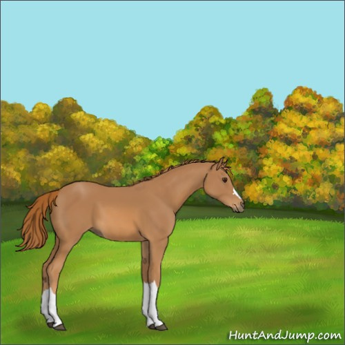 Horse Color:Chestnut 
