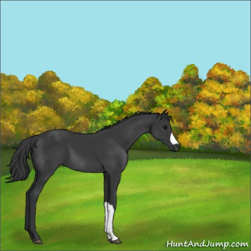 Horse Color:Black 