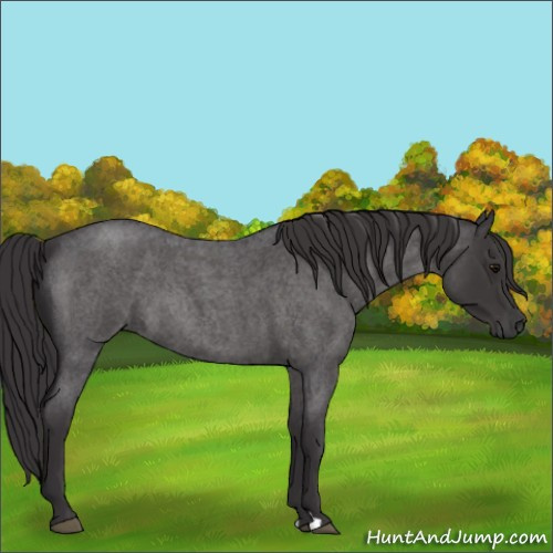 Horse Color:Smoky Blue Roan 