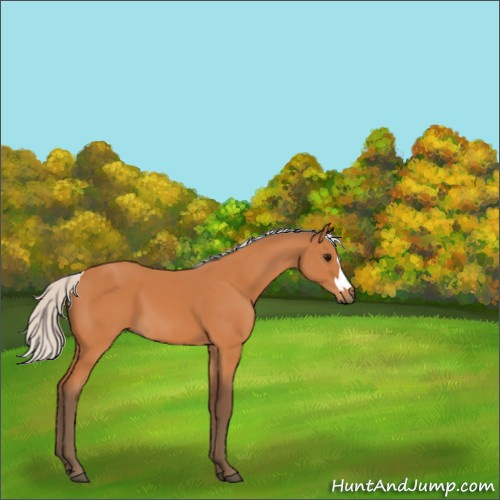 Horse Color:Silver Bay 