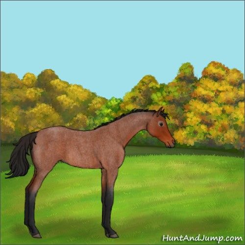 Horse Color:Gray Bay Roan 