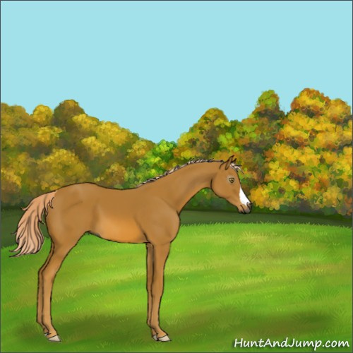 Horse Color:Gray Palomino 