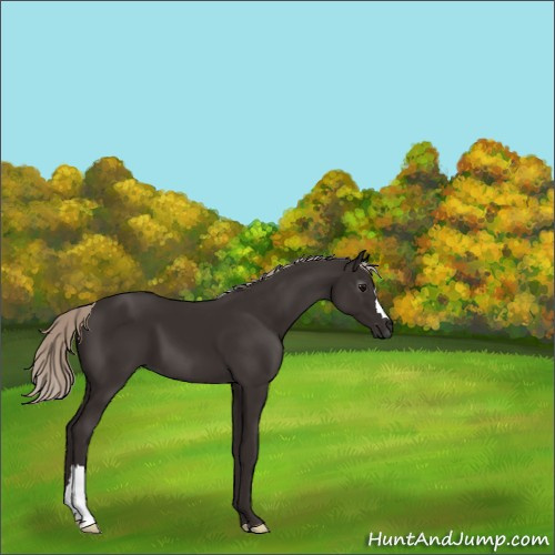 Horse Color:Gray Silver Black 