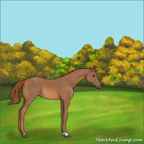 Horse Color:Chestnut 