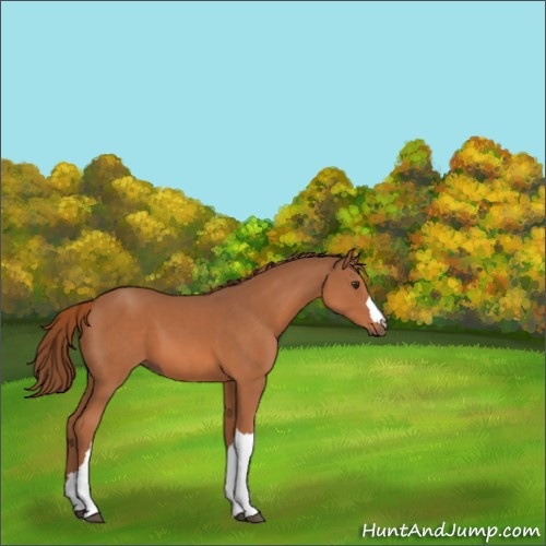 Horse Color:Chestnut 