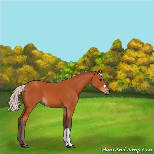 Horse Color:Silver Bay 