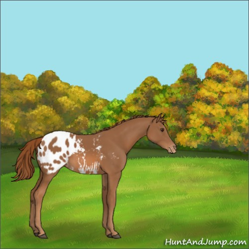 Horse Color:Chestnut Appaloosa 