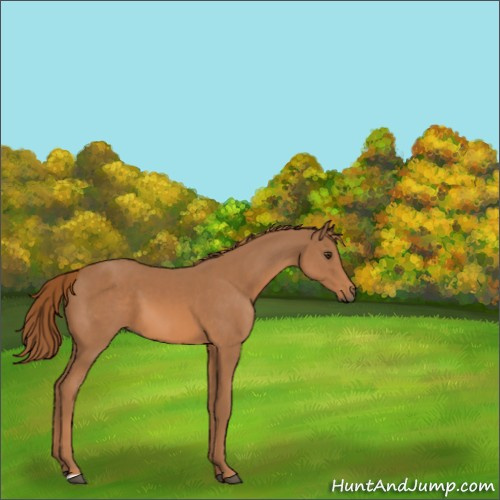 Horse Color:Chestnut 
