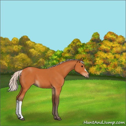 Horse Color:Silver Bay 