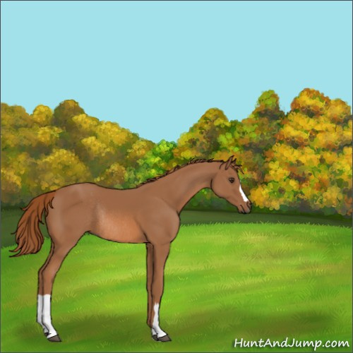 Horse Color:Chestnut Rabicano 
