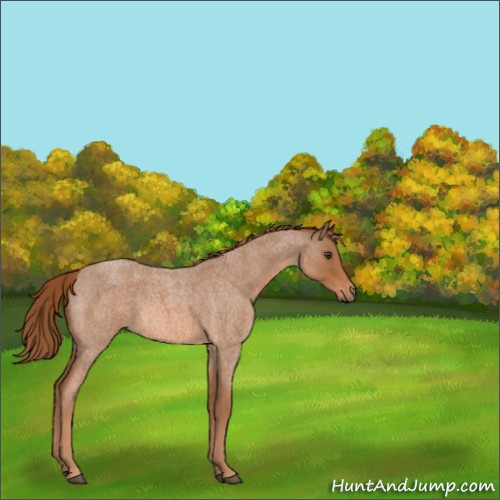 Horse Color:Red Roan 