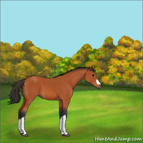 Horse Color:Bay 