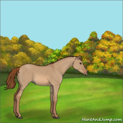 Horse Color:Red Dun 