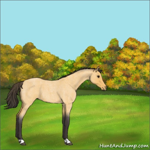 Horse Color:Buckskin Roan 