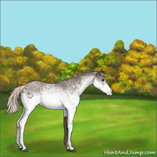 Horse Color:White Spotted Silver Black 