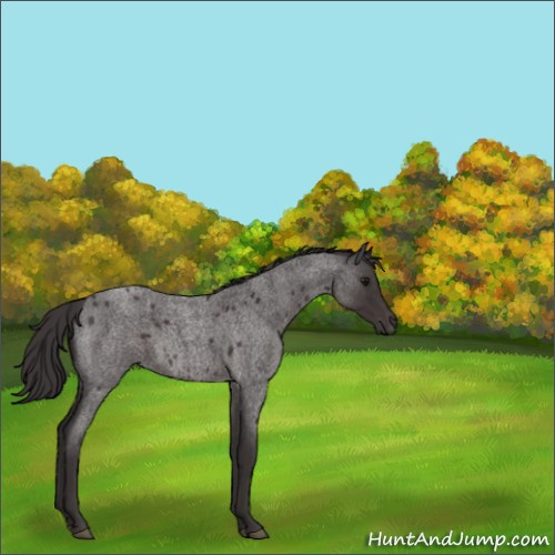 Horse Color:Smoky Blue Roan 