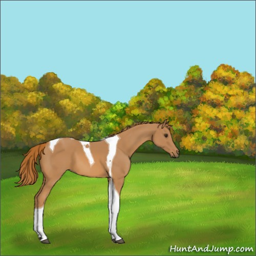 Horse Color:Chestnut Tobiano 