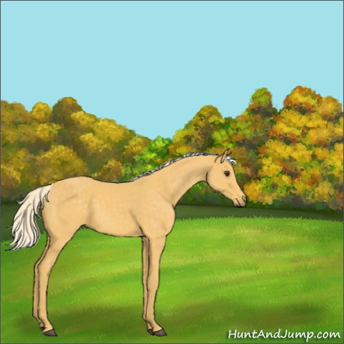 Horse Color:Palomino 