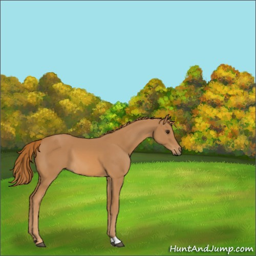 Horse Color:Chestnut 