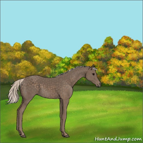 Horse Color:Silver Black 